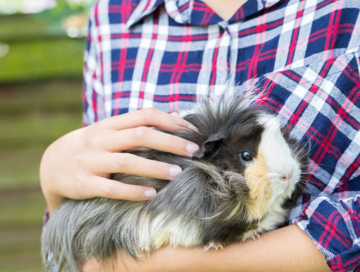 Chester Small Animal Veterinarian