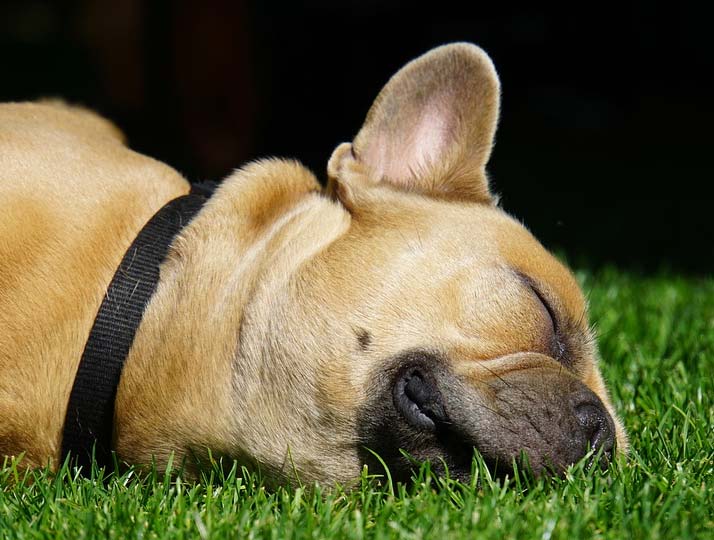 Holistic & Alternative Care for pets
